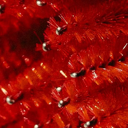 Brow shaping and tint membership 